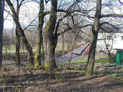 Stare drzewa pod wzg�rzem