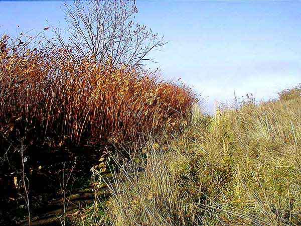 Slady dawnego rowu przeciwpancernego 