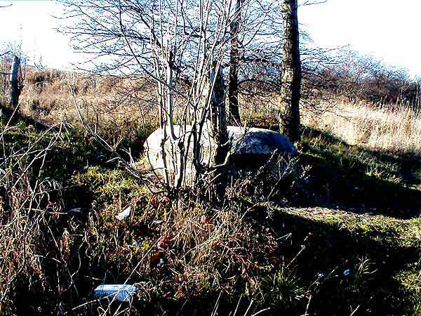 Kolo bunkra wyrosly drzewa 