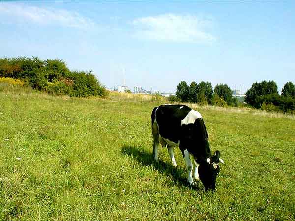 Ostatnia krowa na tle kombimatu 