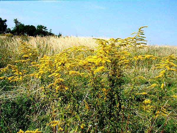 Tego ziela coraz wiecej 