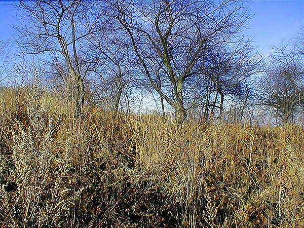 Wszedzie zarosla pod szczytem 