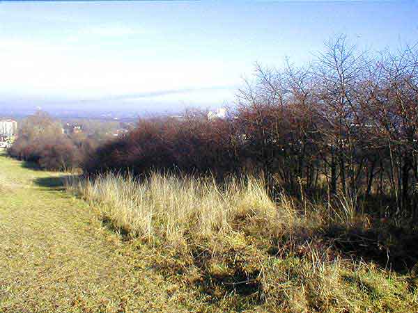 Zdziczale sady wisniowe 