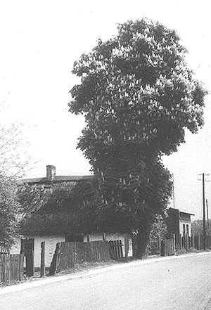 Kasztan przy domu Zi�b�w