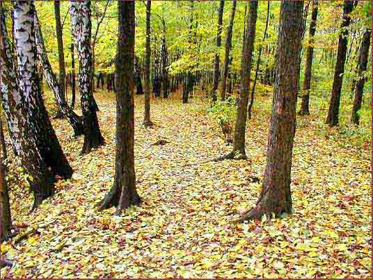 07_spadlo_tyle_lisci