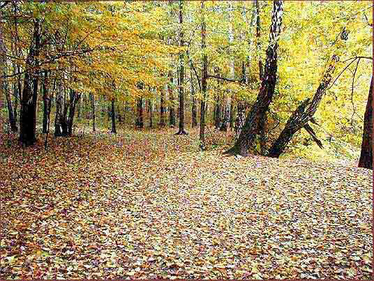 08_dywan_z_jesiennych_lisci