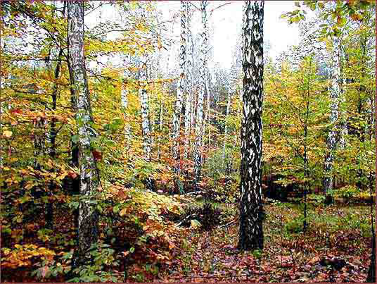 09_piekna_jesien_w_lesie