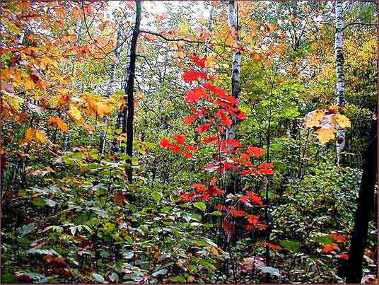 10_feeria_barw_jesieni