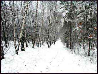 �cie�ka w lesie zim�